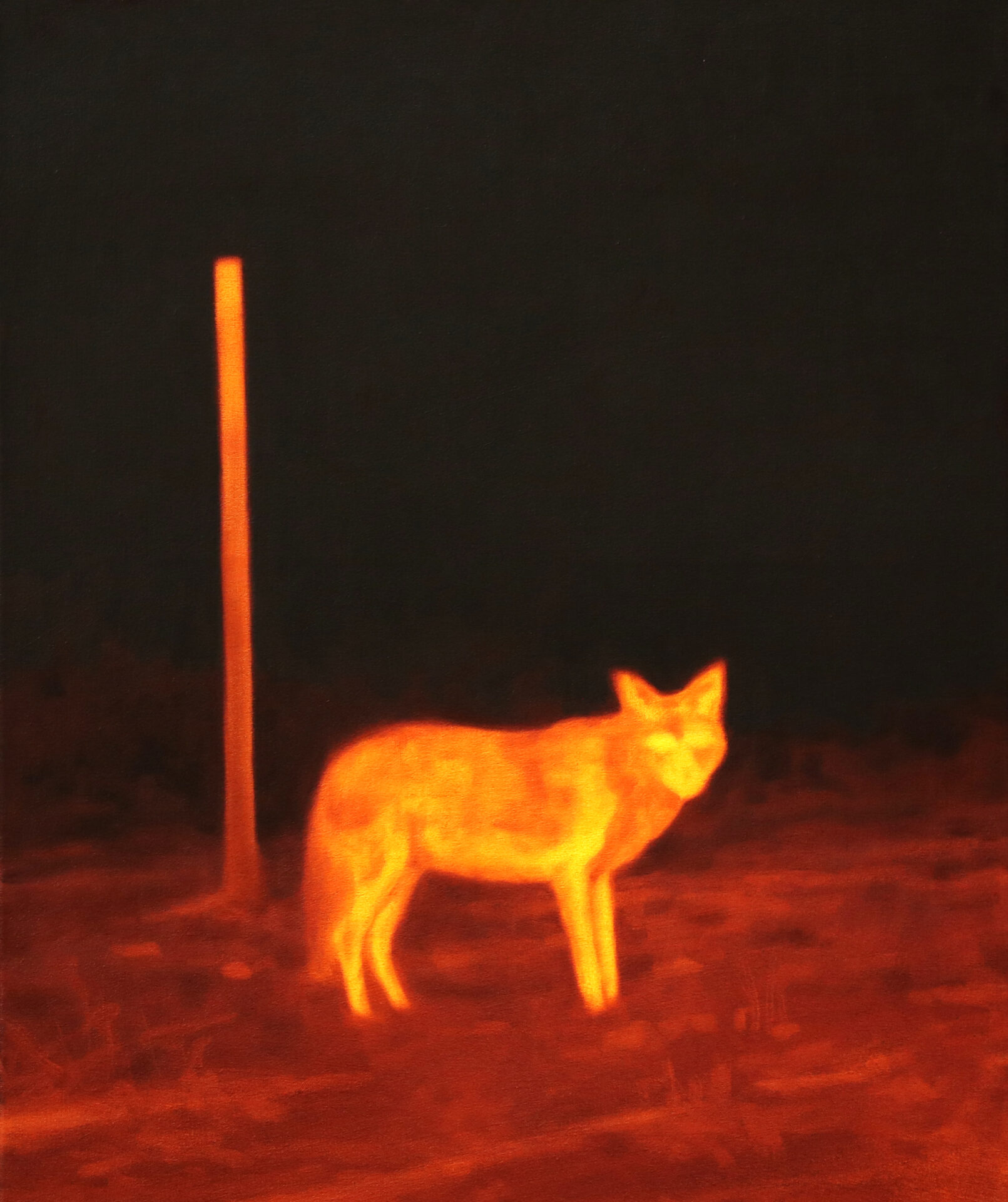 Staring Coyote Diego Herman